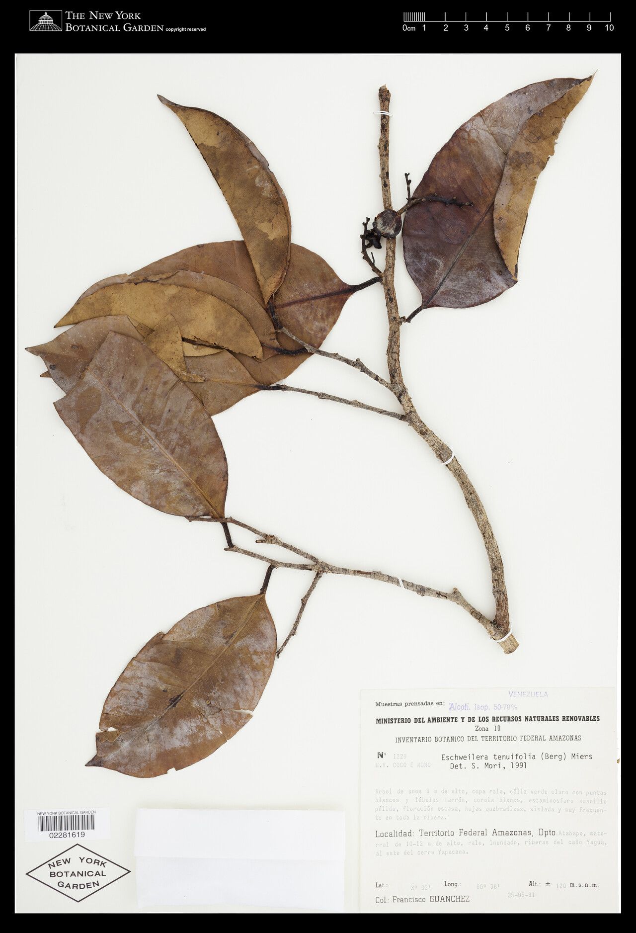 Eschweilera tenuifolia leaf