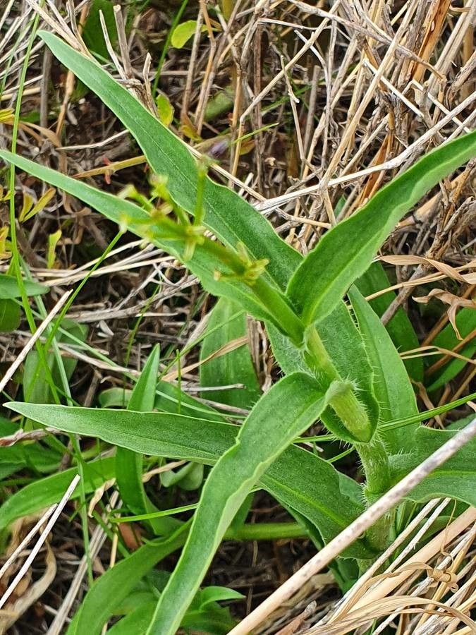 Aneilema johnstonii leaf