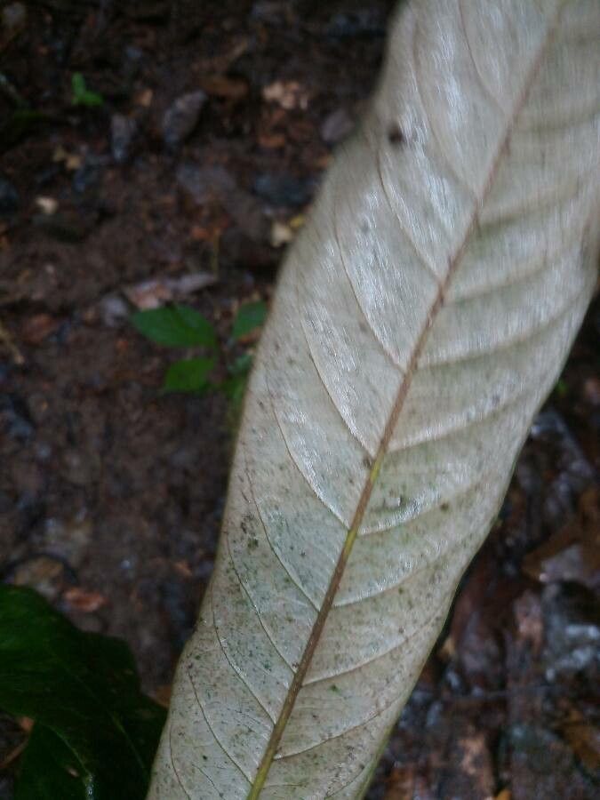 Pouteria cicatricata — search result for 'Pouteria'