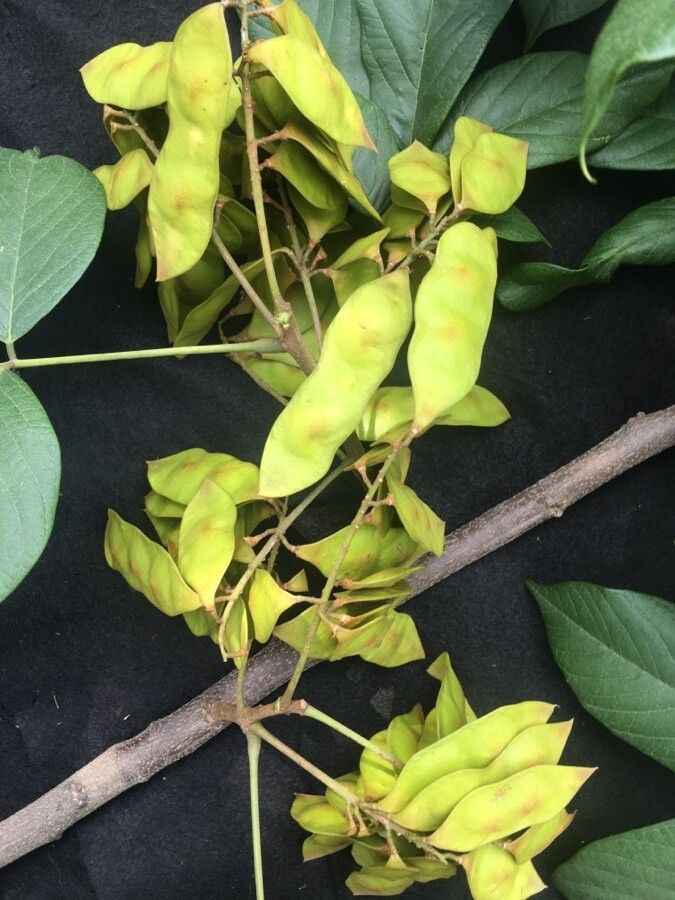 Lonchocarpus latifolius fruit