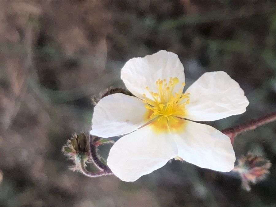 Helianthemum almeriense flower