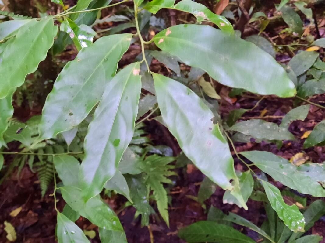 Ocotea meziana leaf