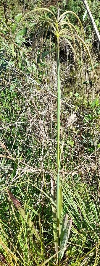 Eustachys retusa habit