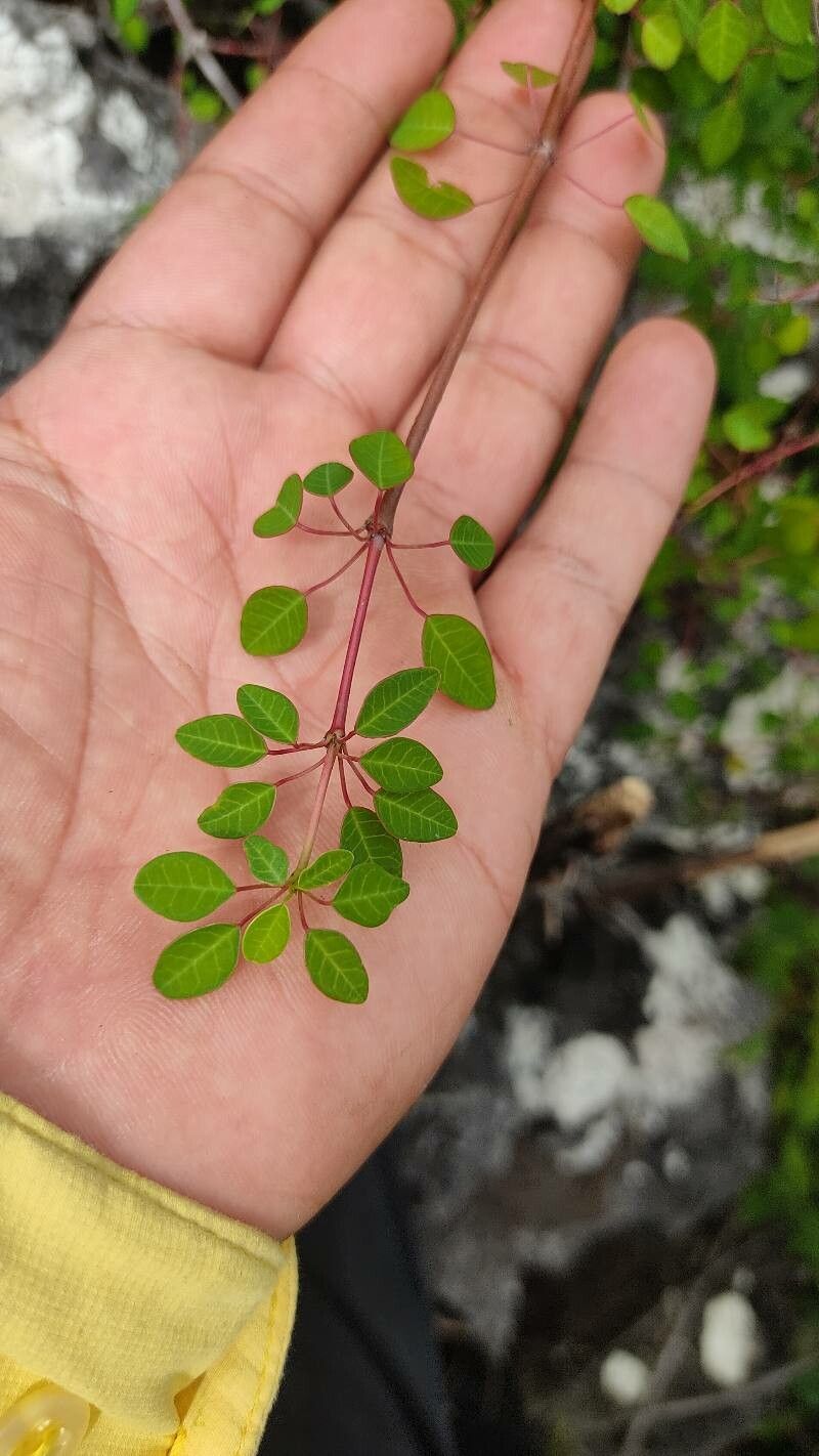 Euphorbia schlechtendalii — houseplant care guide