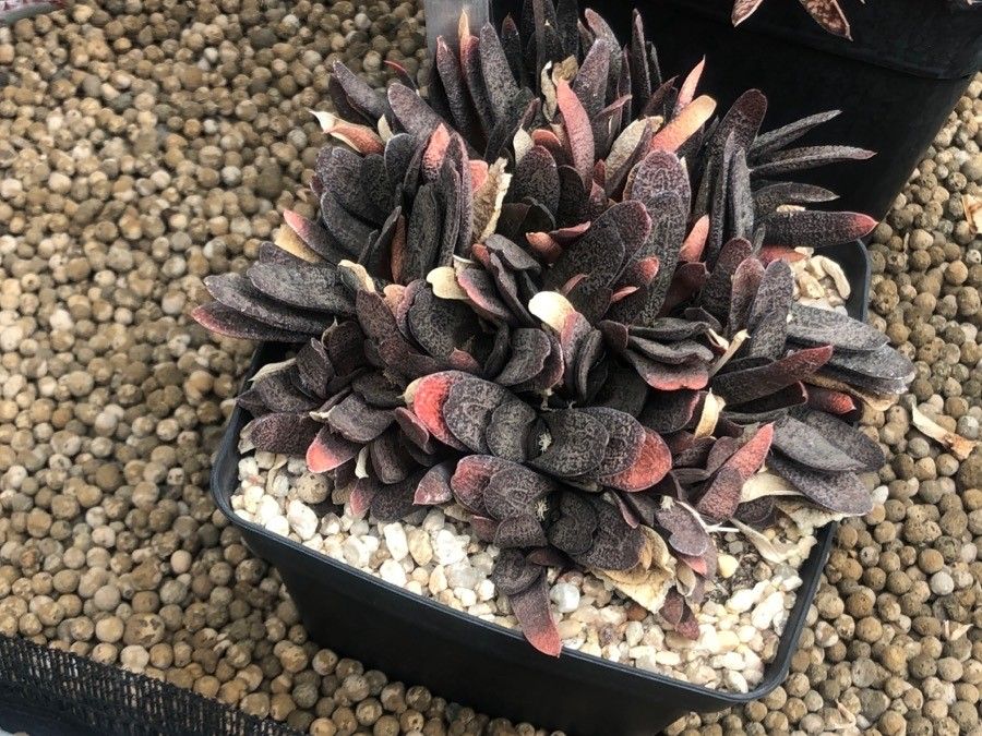Gasteria baylissiana