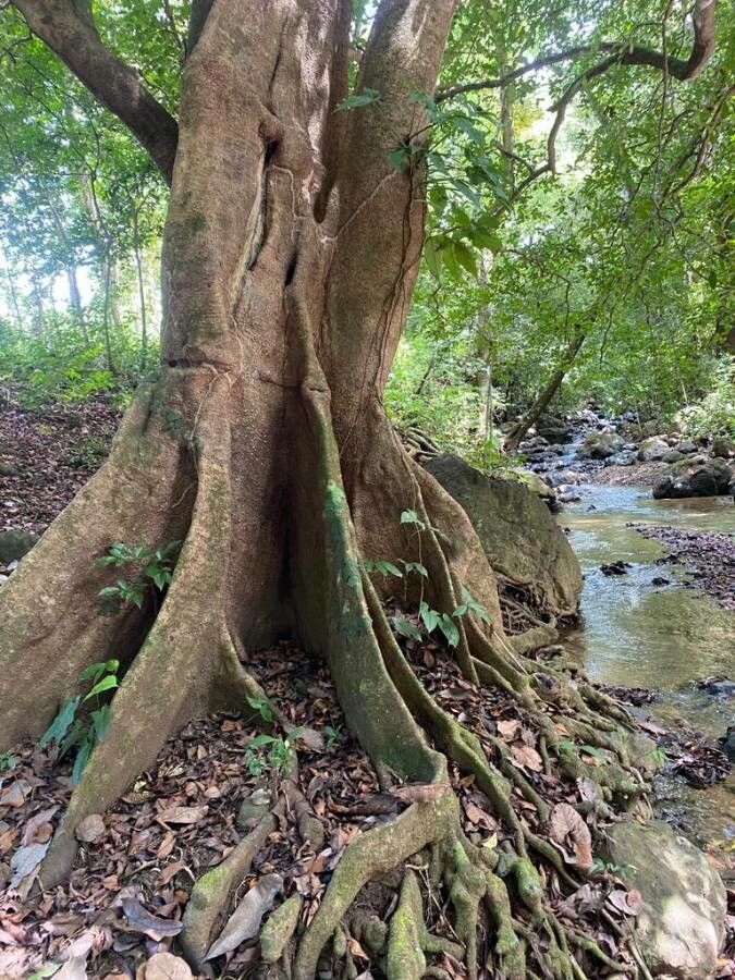 Sloanea terniflora bark