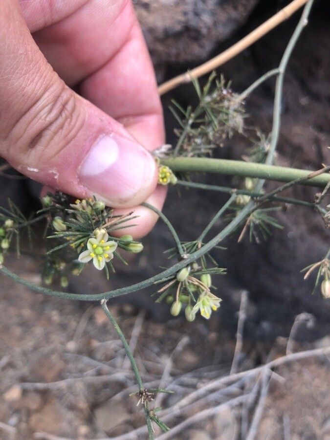 Asparagus umbellatus flower