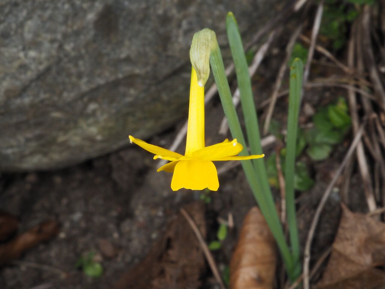 Narcissus calcicola habit