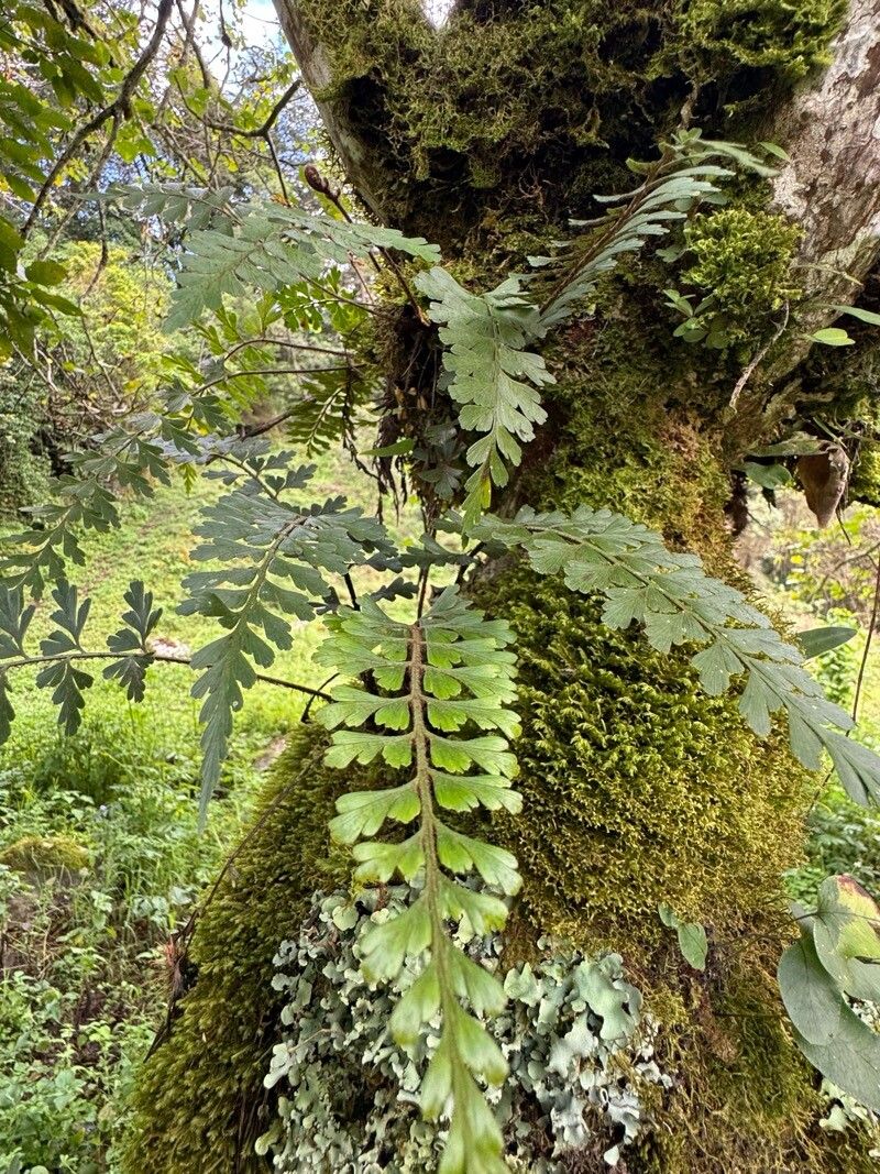 Asplenium praemorsum leaf