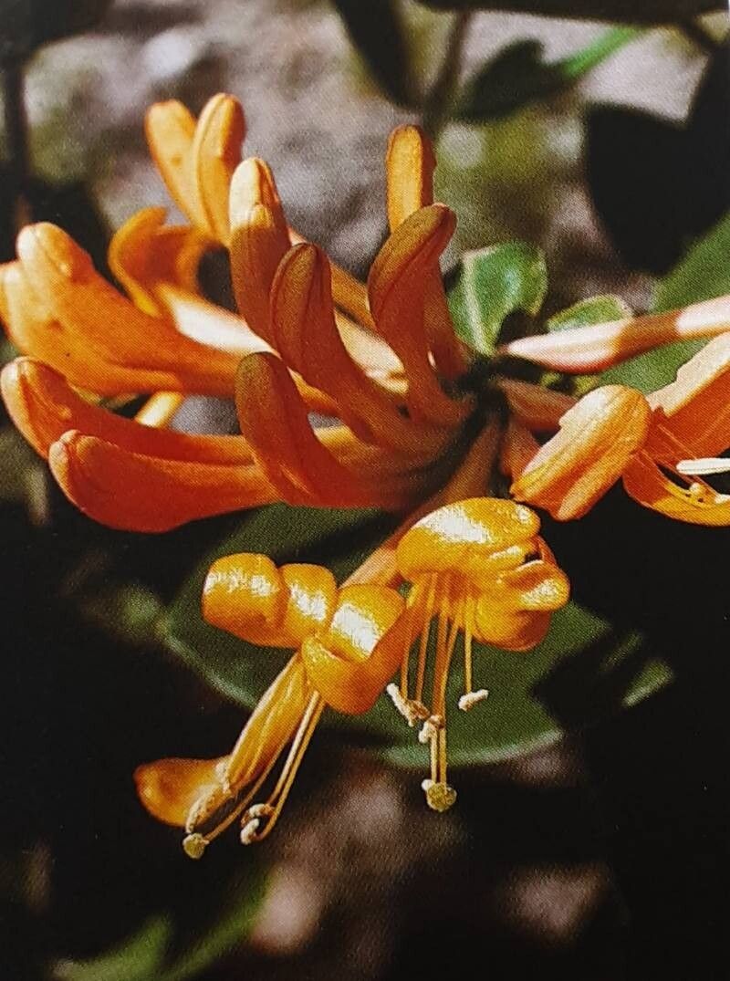Lonicera × tellmanniana flower