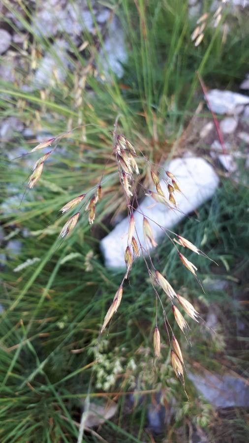 Festuca heterophylla fruit