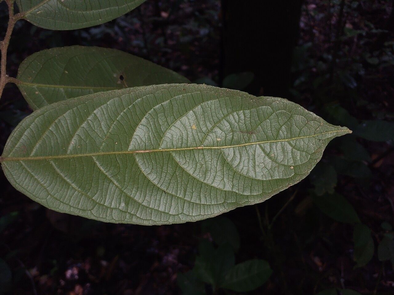 Casearia pitumba leaf
