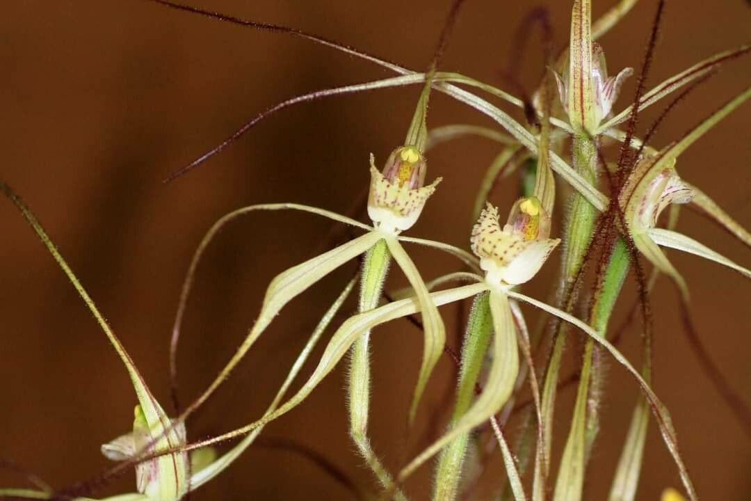 Caladenia horistes — houseplant care guide