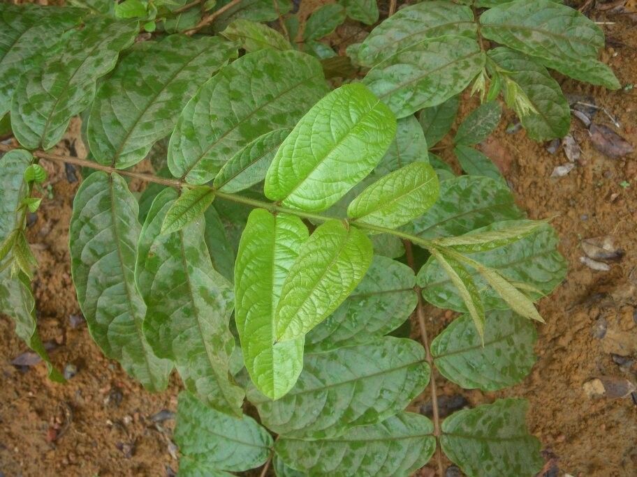 Combretum clarense — houseplant care guide