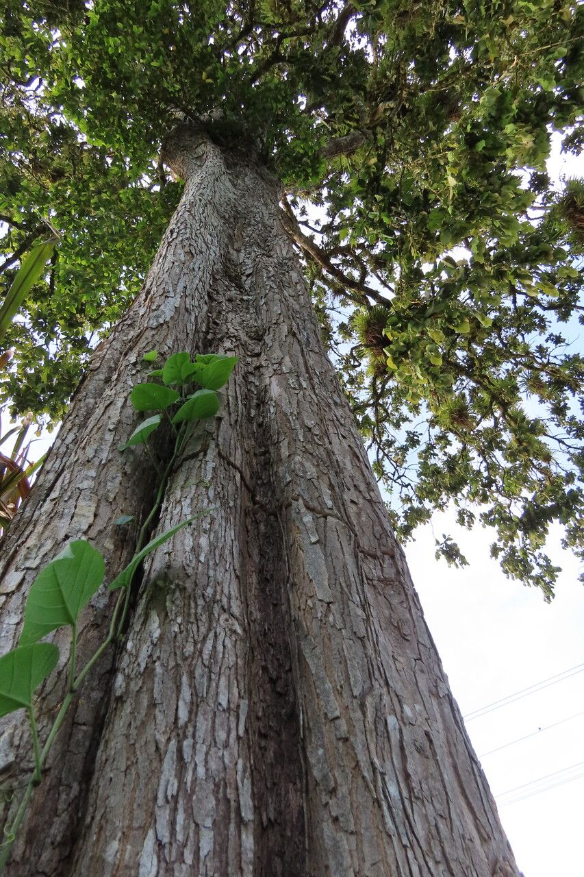 Swartzia nicaraguensis bark