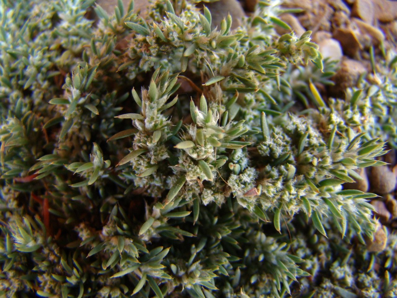 Cardionema ramosissimum habit