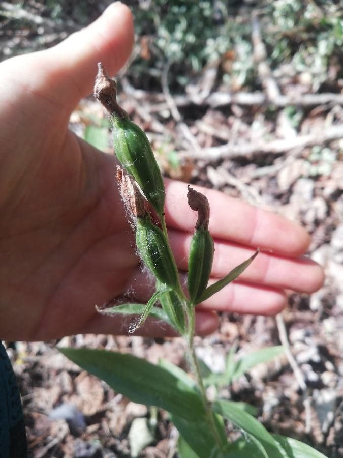 Cephalanthera rubra fruit