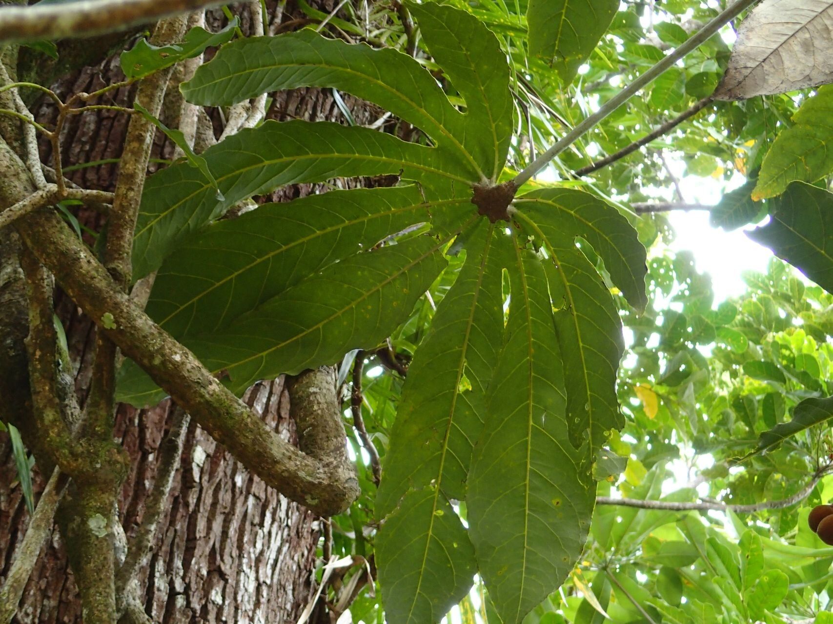 Acropogon megaphyllus leaf