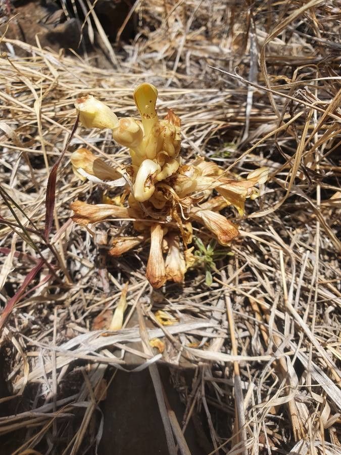 Cistanche tubulosa — related species from the same genus