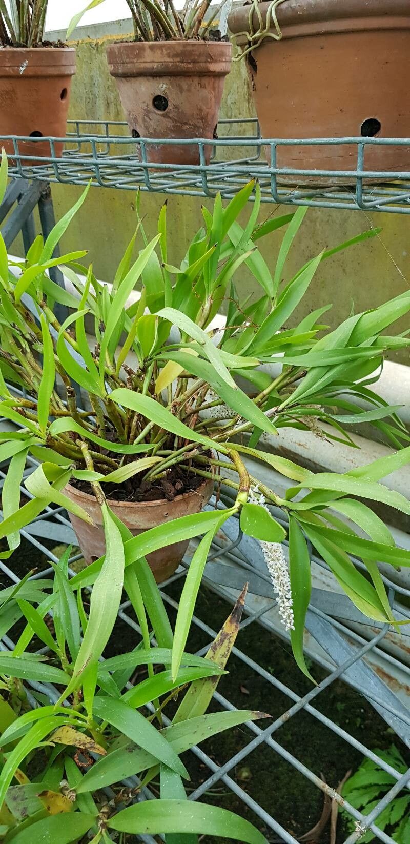 Pinalia floribunda habit