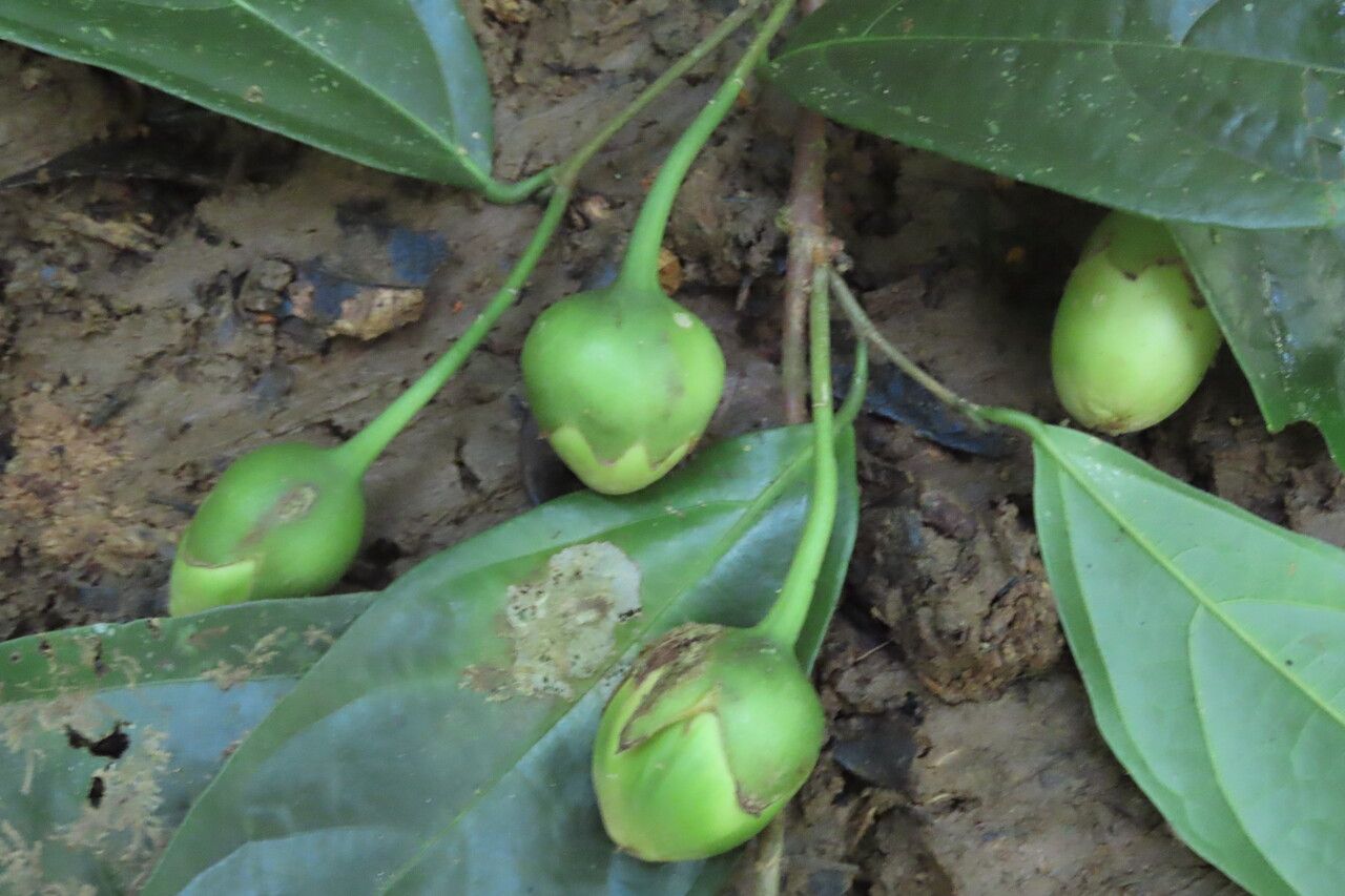 Quararibea parvifolia fruit