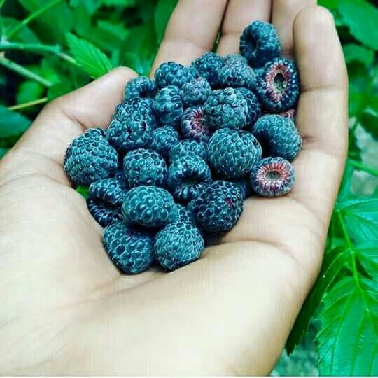 Rubus niveus fruit