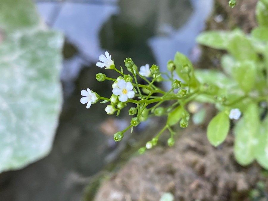 Samolus valerandi flower