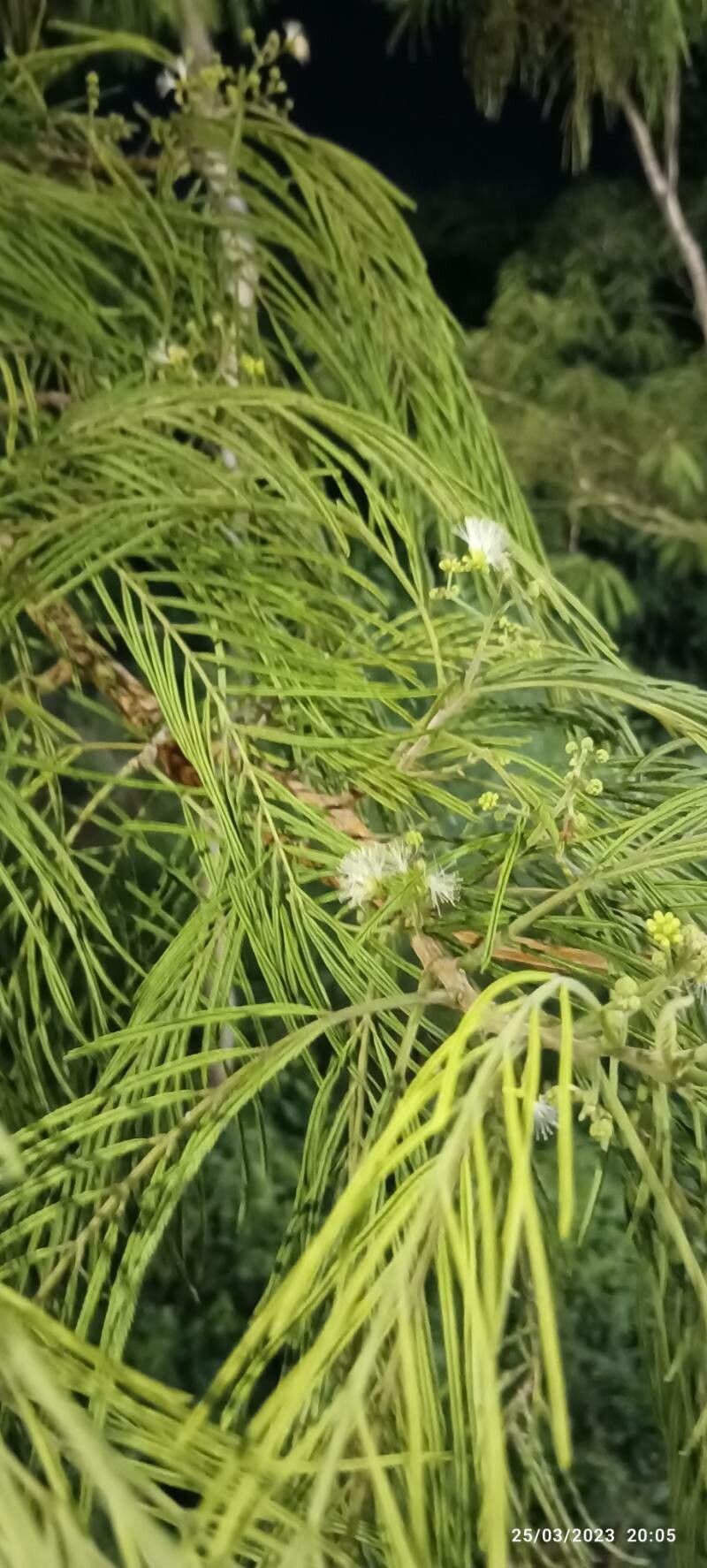 Leucaena pulverulenta flower