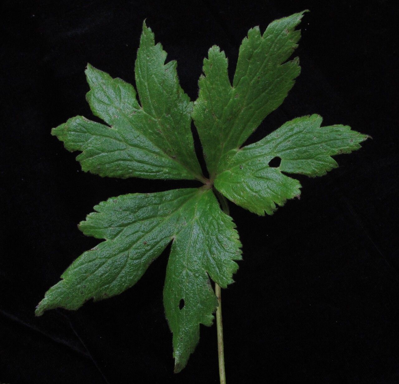 Anemonastrum elongatum leaf