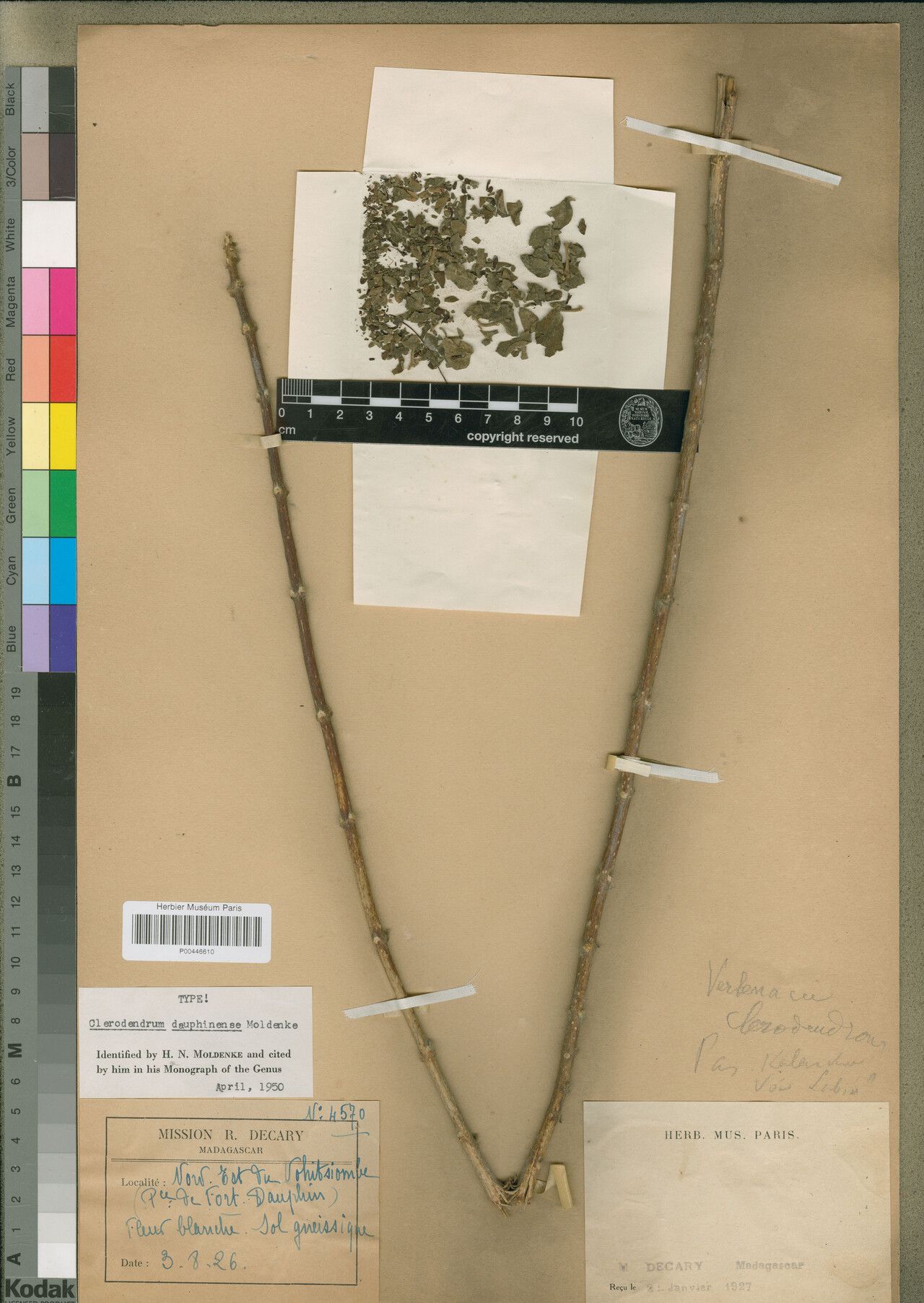 Clerodendrum dauphinense — houseplant care guide