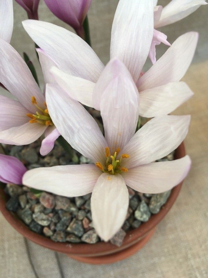 Colchicum szovitsii flower