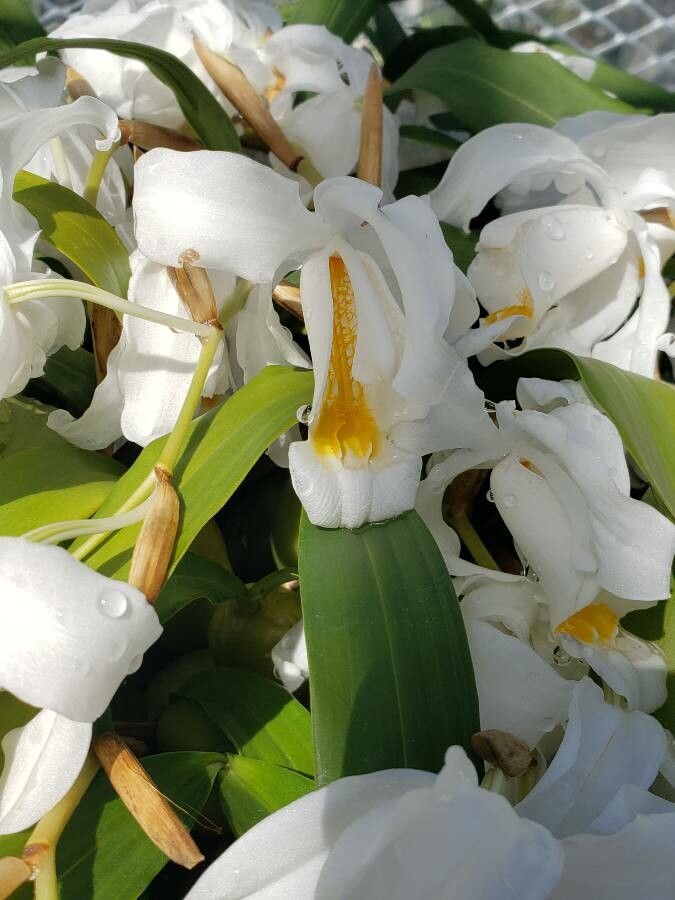 Coelogyne cristata flower