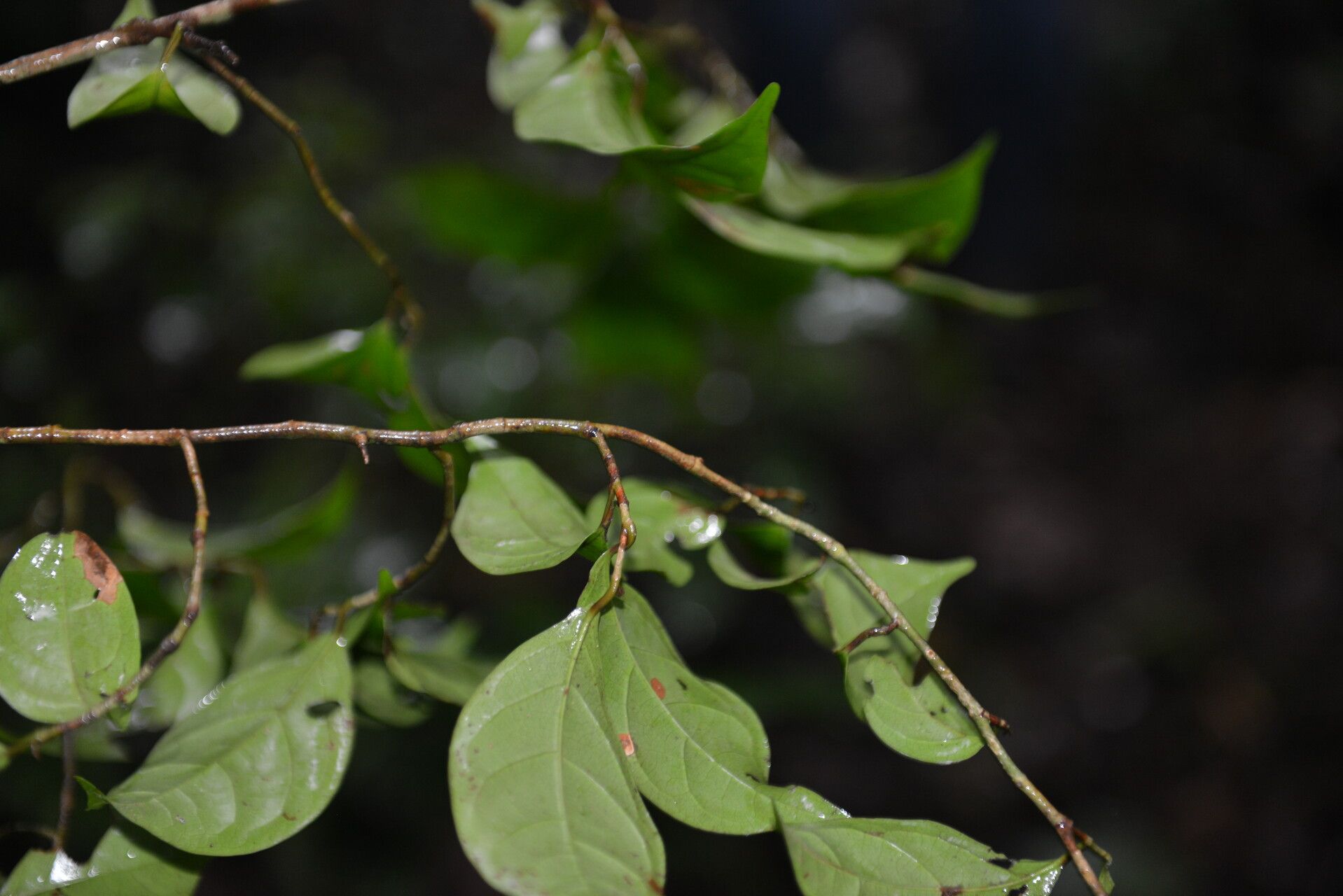 Coccoloba liportizii — houseplant care guide