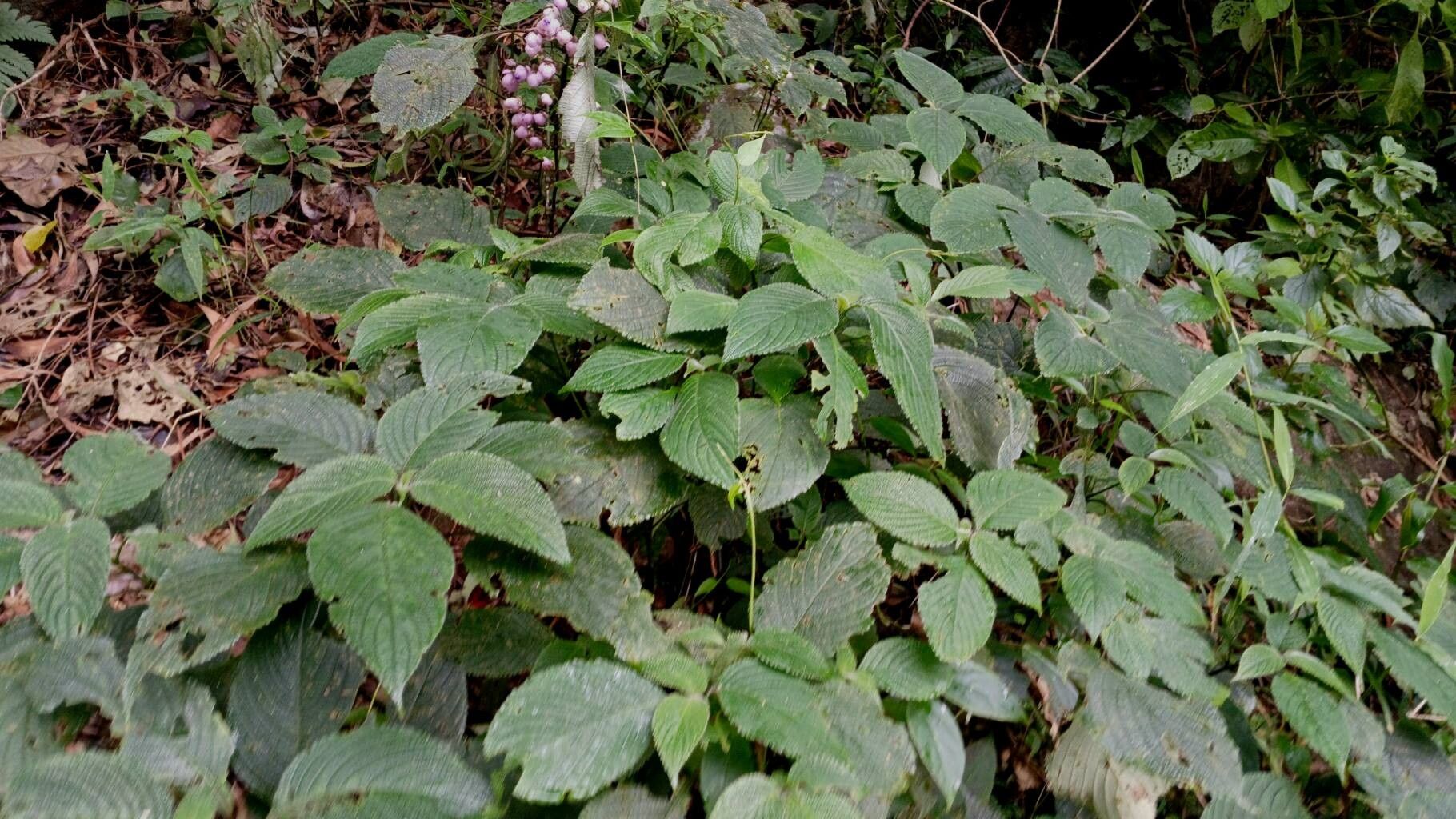 Strobilanthes lupulina habit