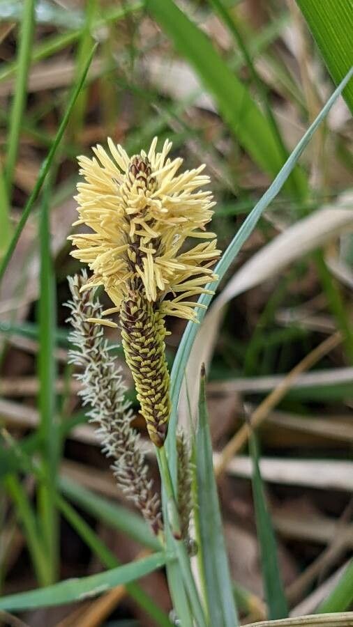 Carex acutiformis flower