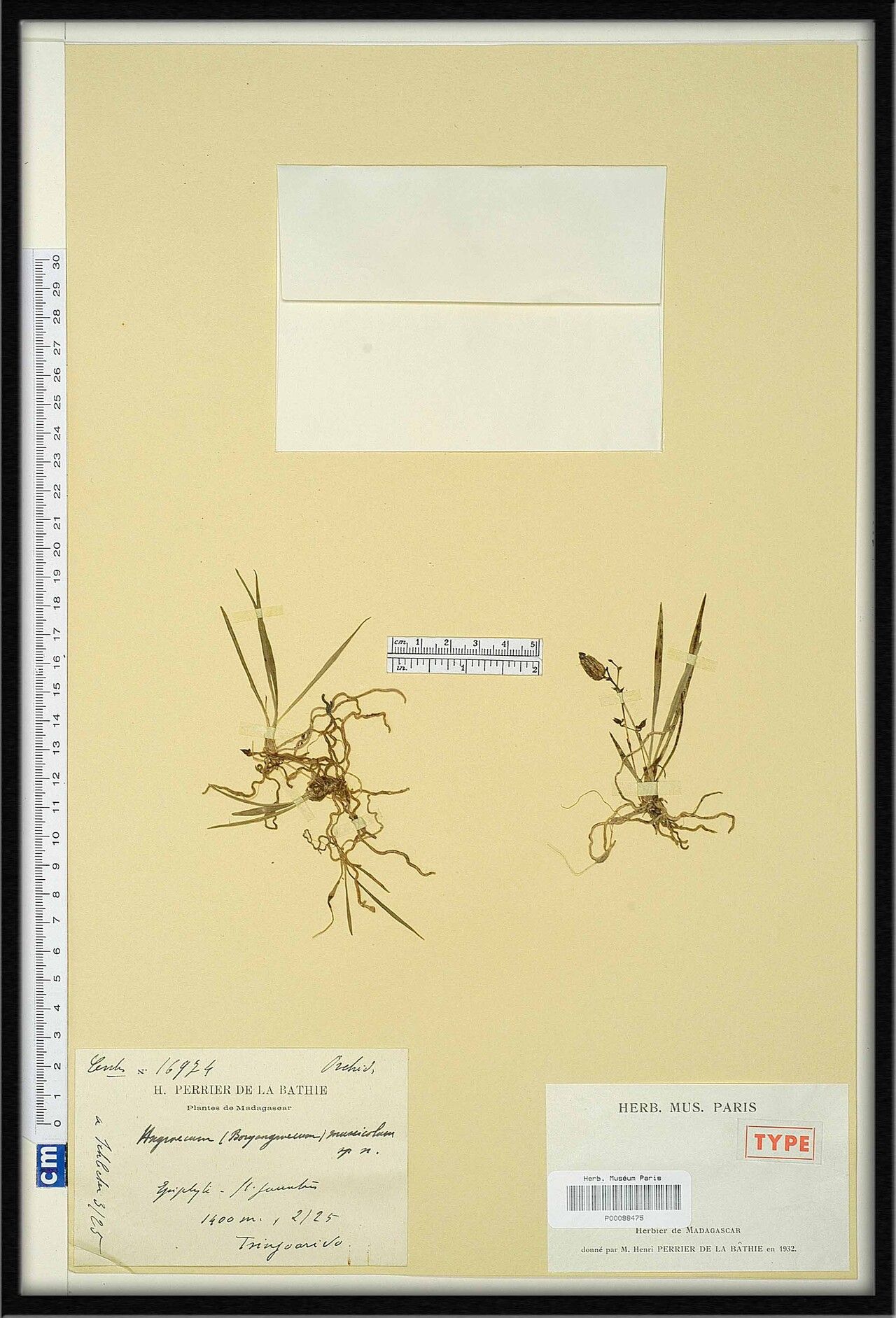 Angraecum muscicola — houseplant care guide