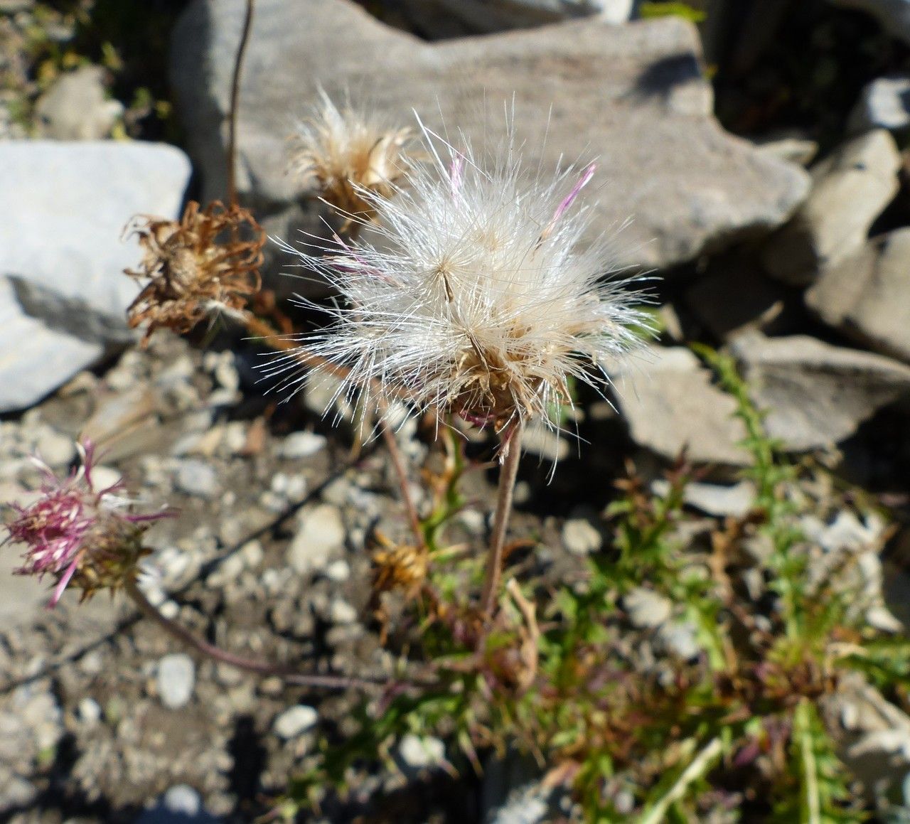 Carduus defloratus fruit