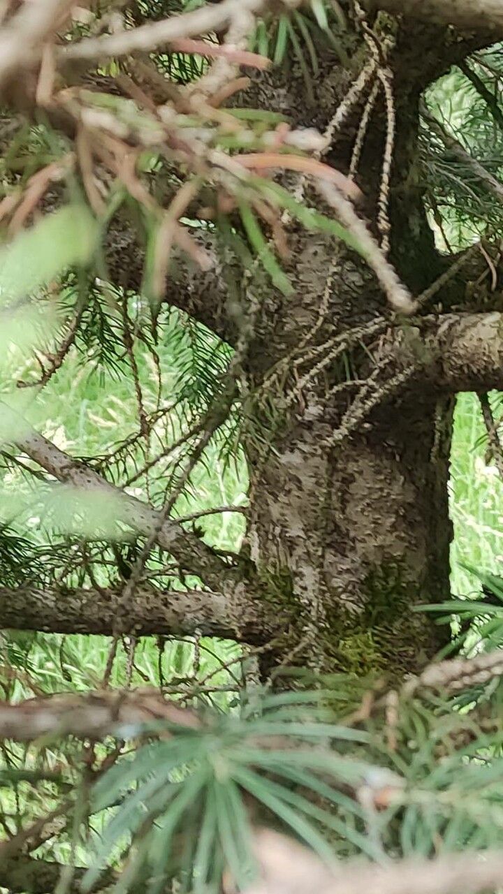 Picea schrenkiana bark