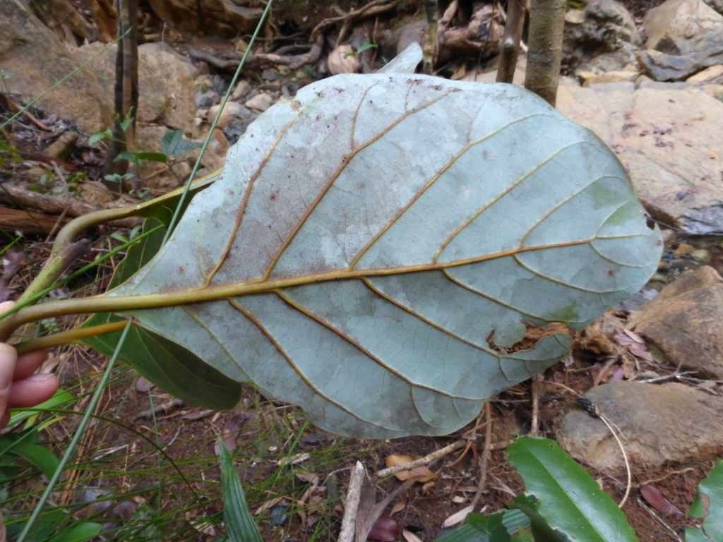 Beilschmiedia neocaledonica — houseplant care guide