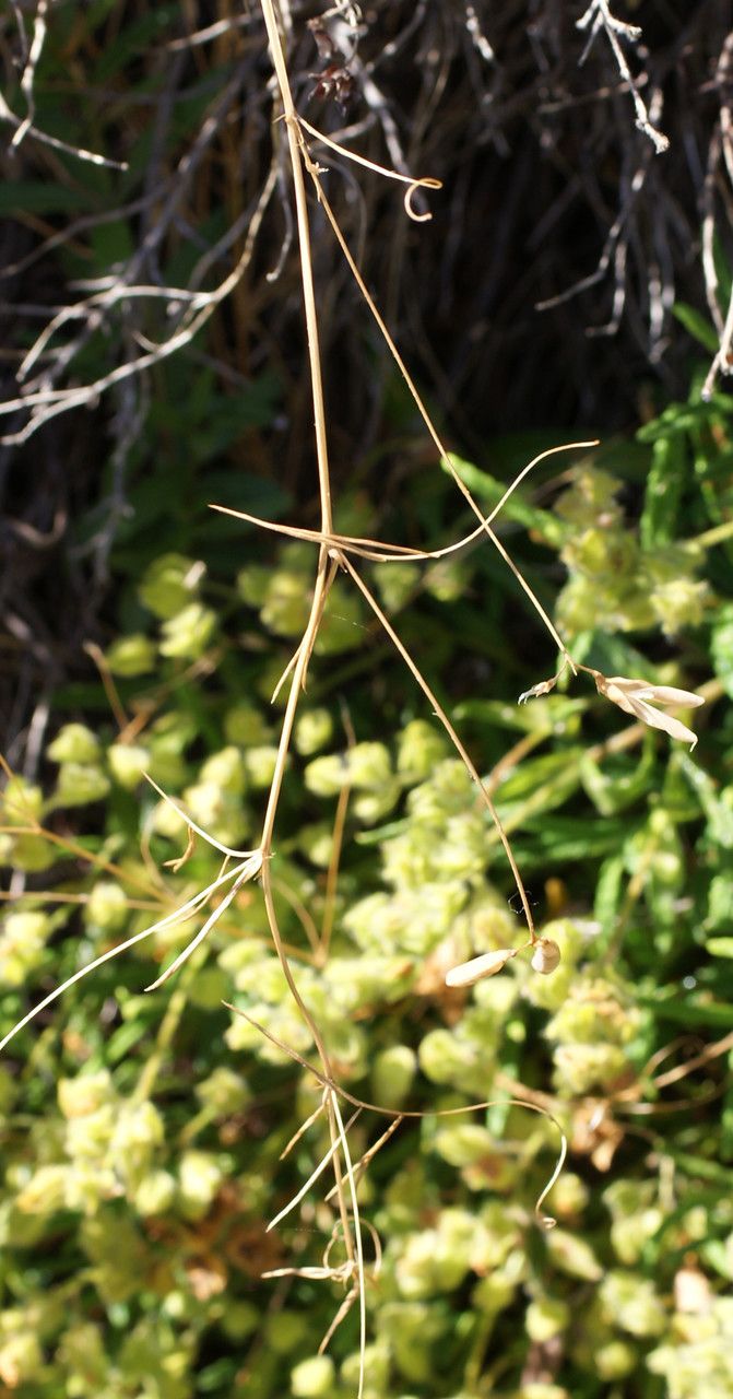 Vicia bifoliolata habit
