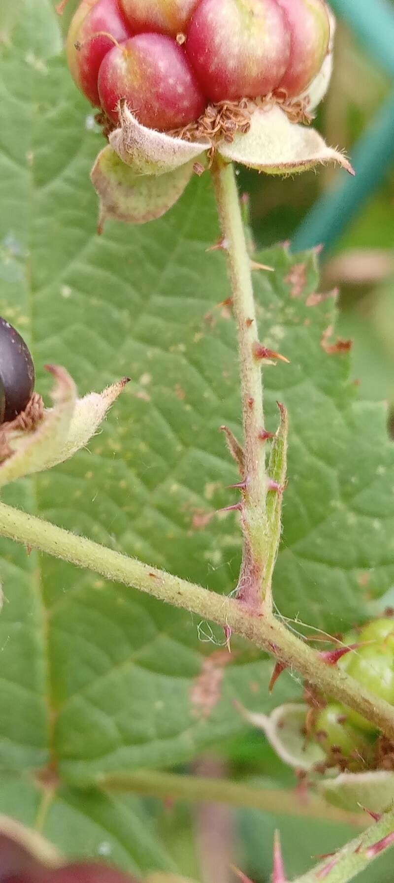 Rubus x uncinellus fruit
