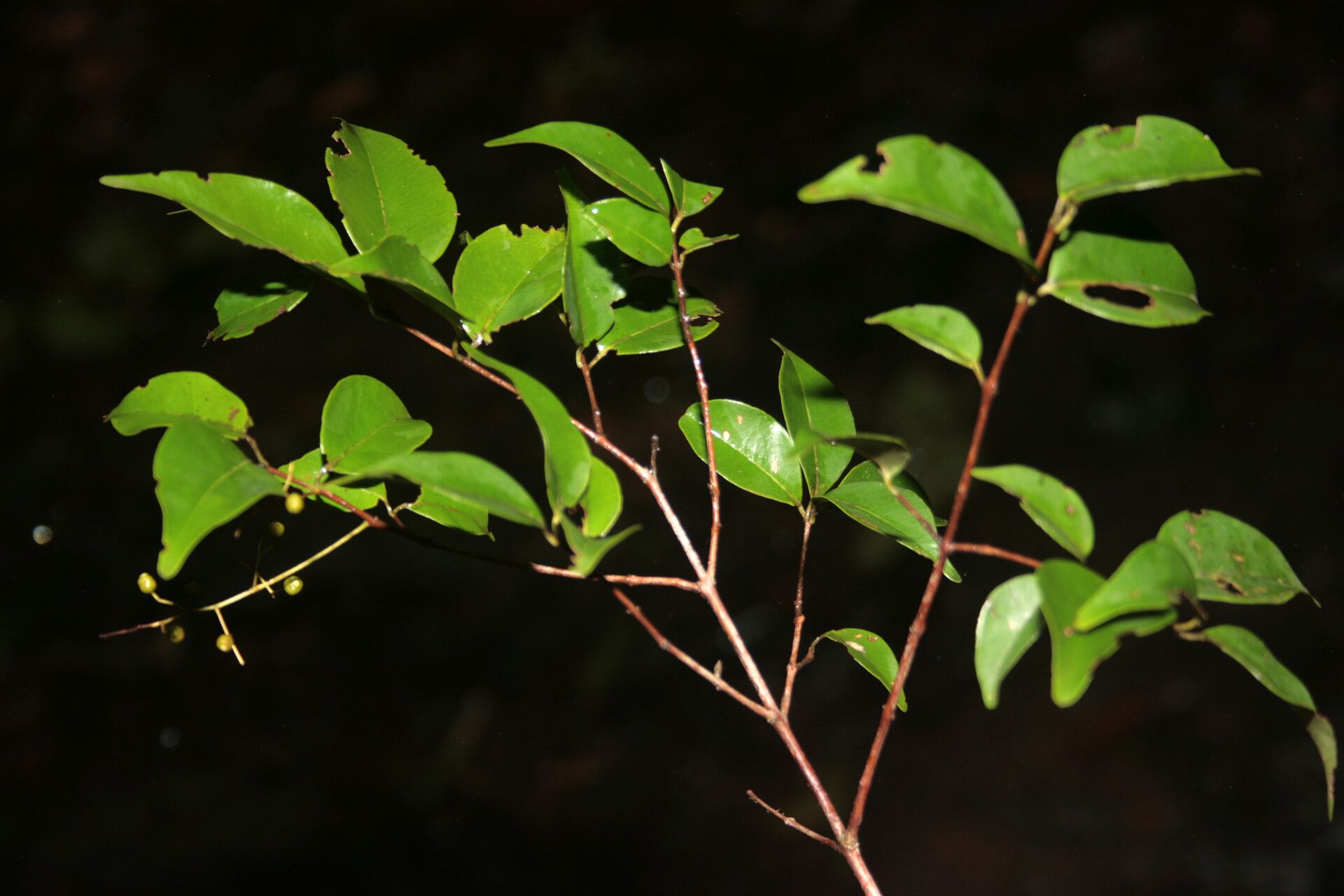 Myrcia multiflora — houseplant care guide