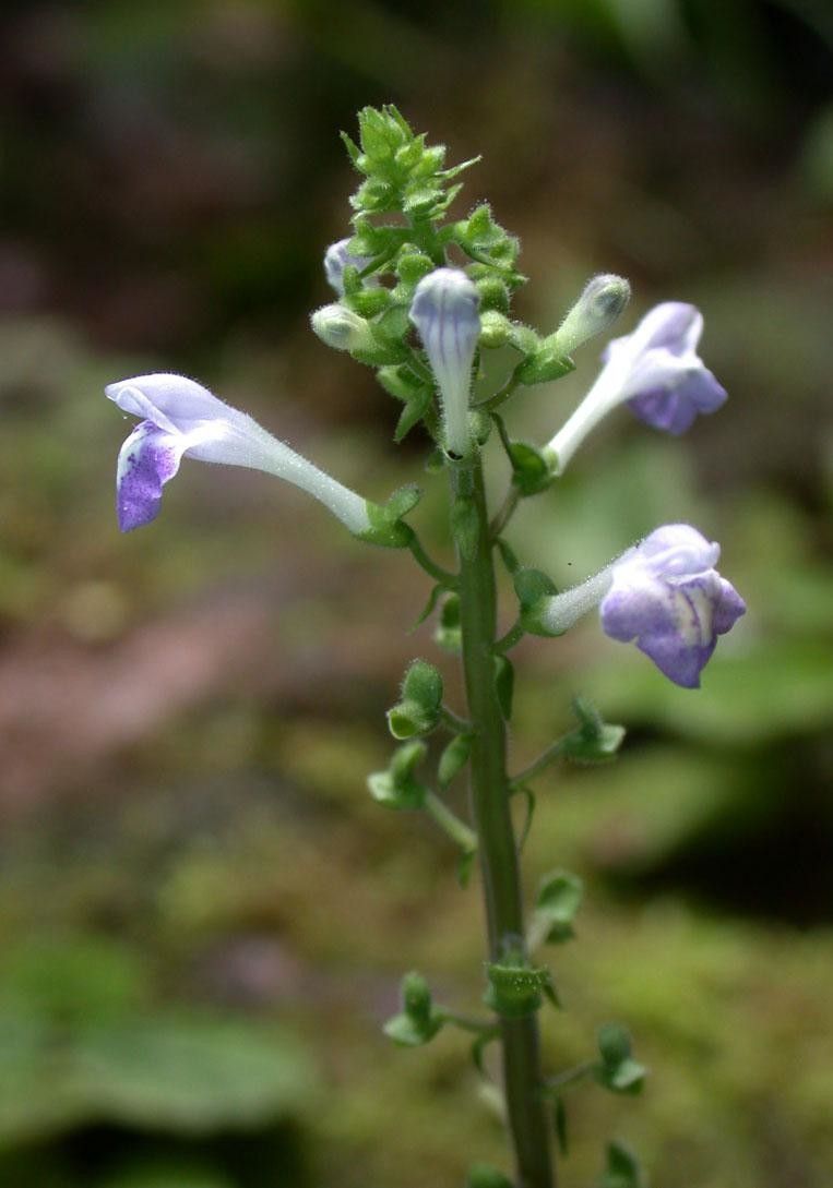 Scutellaria galerita flower