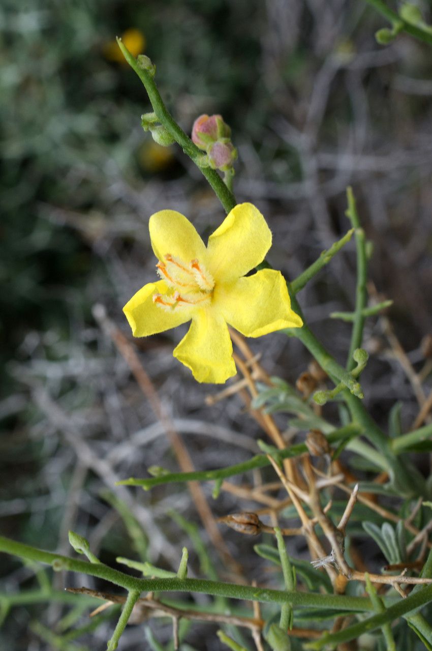 Verbascum spinosum habit