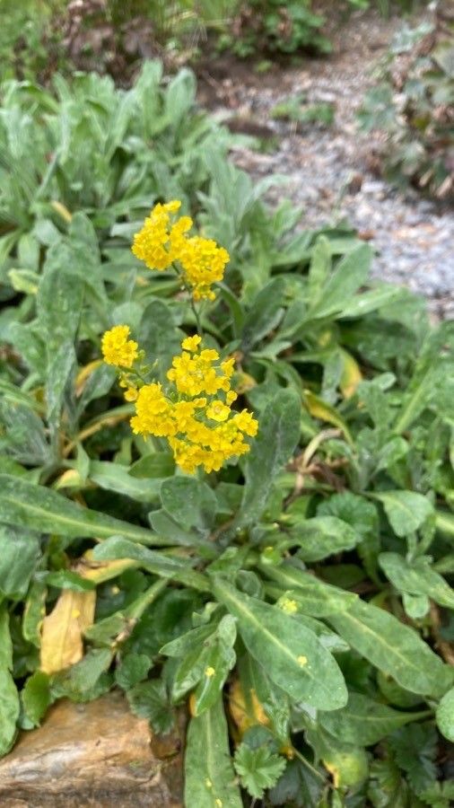 Aurinia saxatilis flower