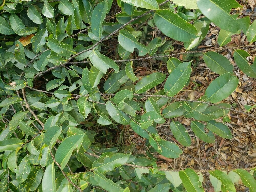 Lecythis lurida — houseplant care guide