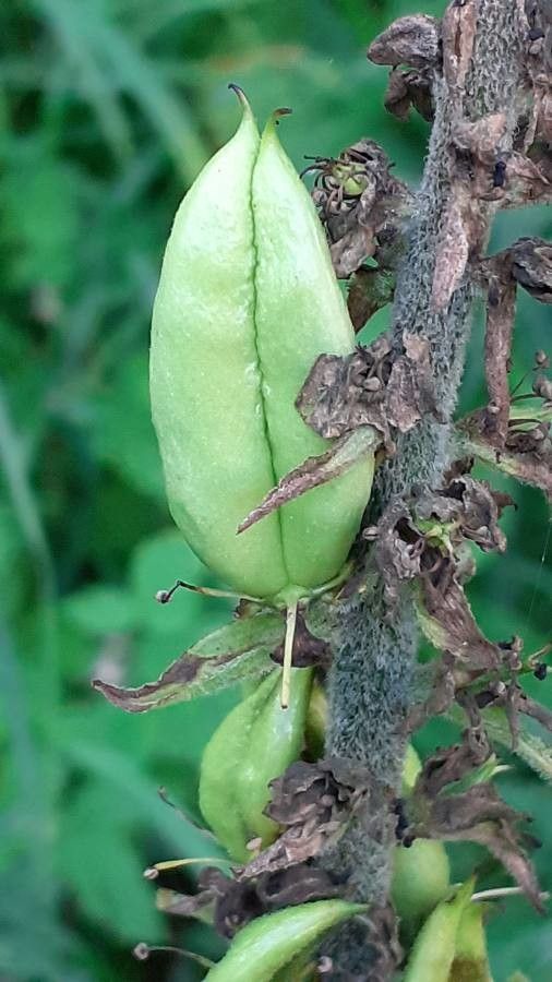 Veratrum album fruit
