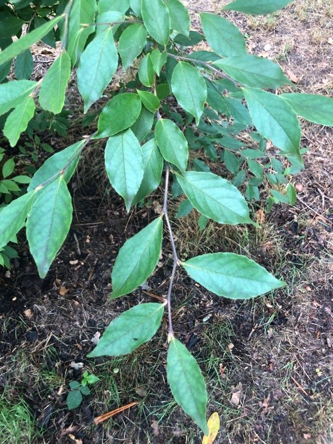 Stewartia monadelpha leaf