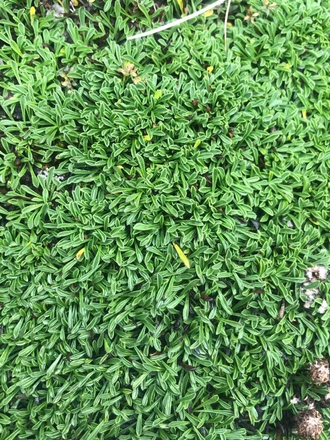 Globularia repens — houseplant care guide