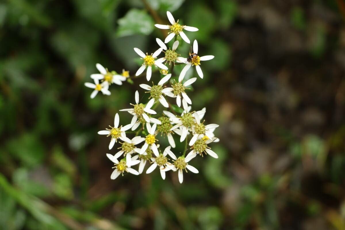 Aster scaber — houseplant care guide
